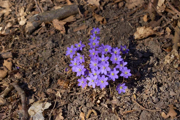 Purple hepatica flowers in the spring forest — Stock Photo, Image