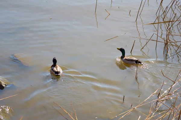 Patos en el agua en primavera en la costa de Finlandia — Foto de Stock