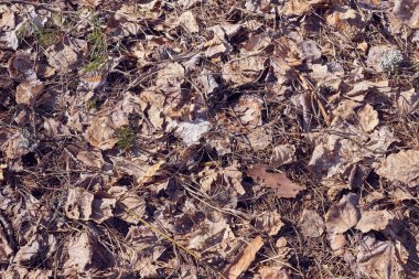 Arka planda bahar ormanlarındaki kuru yapraklar var..