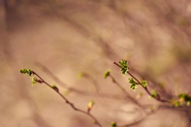 Bulanık bir arka planda çiçek açan ağaç dalları..