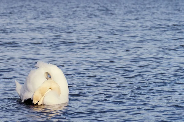 フィンランドのバルト海沿岸の白い白鳥 — ストック写真