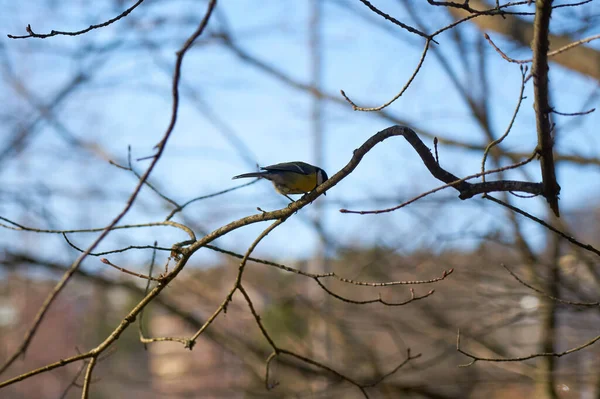 Пташенята Гілці Дерева Розмитим Тлом — стокове фото