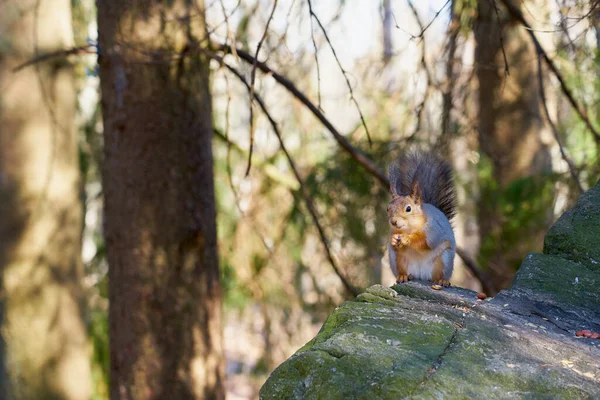 Eichhörnchen Sitzt Der Sonne Auf Einem Stein Und Frisst Eine — Stockfoto