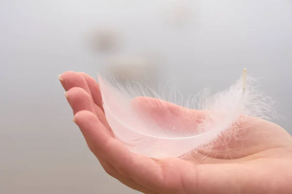 White swan feather on a hand of a white woman.