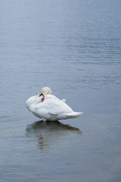 Білий Лебідь Робить Афепальм Узбережжі Балтійського Моря Фінляндії — стокове фото