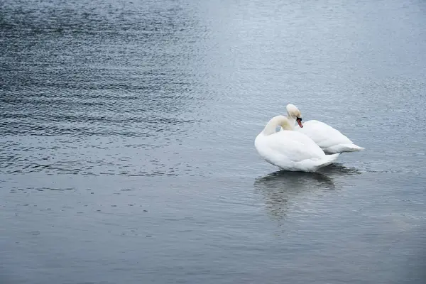 フィンランドのバルト海沿岸の白い白鳥の家族 — ストック写真