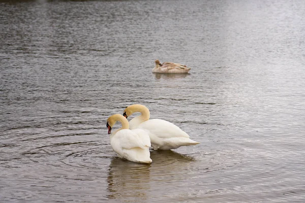 フィンランドのバルト海沿岸の白い白鳥の家族 — ストック写真