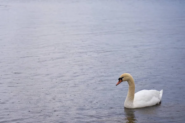 フィンランドのバルト海沿岸の白い白鳥 — ストック写真