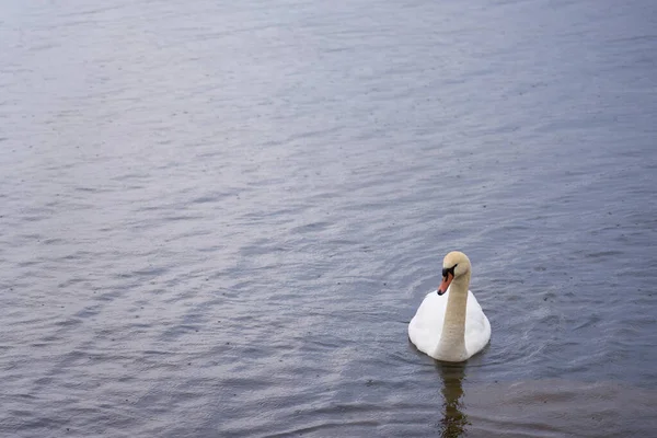 フィンランドのバルト海沿岸の白い白鳥 — ストック写真