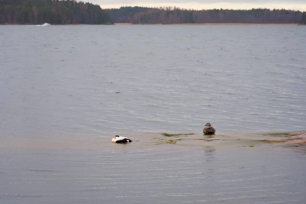 Ducks Rocky Shore Baltic Sea Coast — Stock Photo, Image