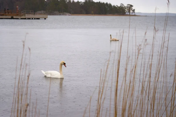 Семья Белых Лебедей Побережье Балтийского Моря Финляндии — стоковое фото