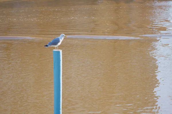 一只海鸥在蓝色的杆子上靠着河的背景 — 图库照片