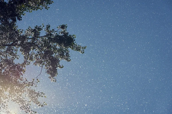 Poplar fluff που φέρουν στον ήλιο ως φόντο. — Φωτογραφία Αρχείου