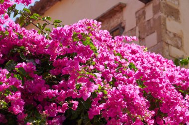 Bougainvillea, ya da Bougavillia, Yunanistan 'ın Girit kentindeki canlı pembe renkli egzotik çiçekli çalılar.
