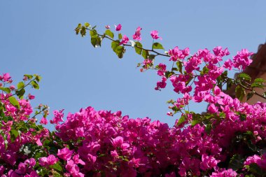Bougainvillea, ya da Bougavillia, açık mavi gökyüzüne karşı Girit, Yunanistan 'da canlı pembe renk tonlarında egzotik çiçekli çalılar.
