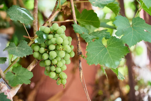 De rip van rijpe groene druiven groeien in de wijngaard. — Stockfoto