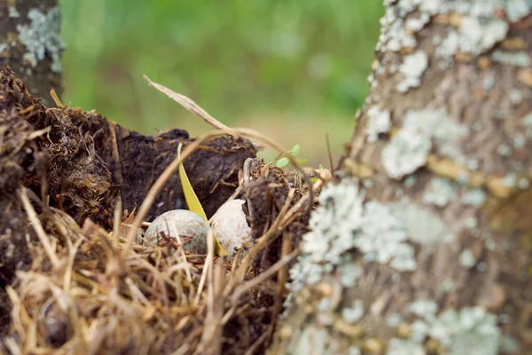 Ağaçta yumurtası olan bir orman kuşu.. — Stok fotoğraf