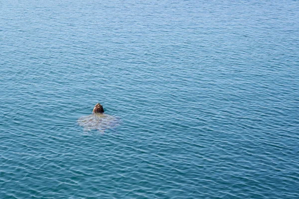 A tartaruga marinha nada na água do mar tropical. — Fotografia de Stock