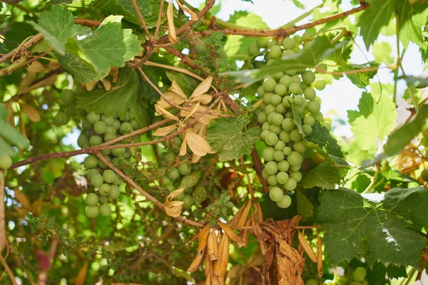 De rip van rijpe groene druiven groeien in de wijngaard. — Stockfoto