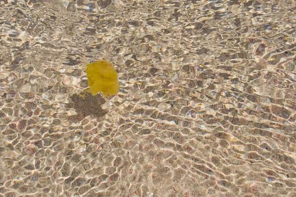 Naturalna Gąbka Czystej Tropikalnej Wodzie Plaży Elafonissi — Zdjęcie stockowe