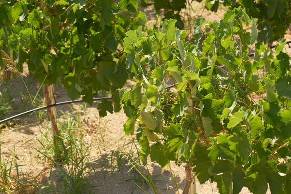 Druiven Wijngaard Bergen Van Kreta Van Dichtbij — Stockfoto