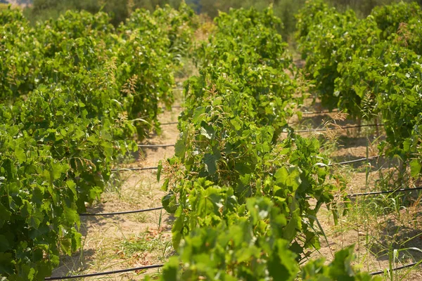 Weinberge Den Bergen Kretas Griechenland — Stockfoto