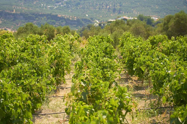 Wijngaarden Bergen Van Kreta Met Wazige Heuvels Achtergrond — Stockfoto