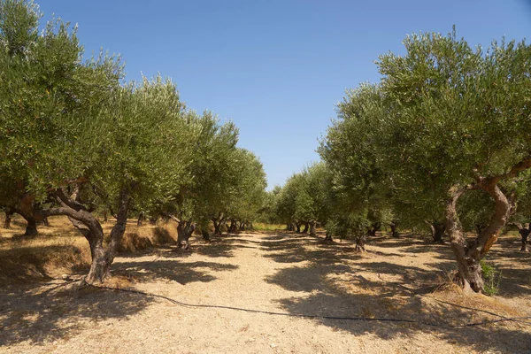 Olivovníky Olivovém Háji Krétě — Stock fotografie