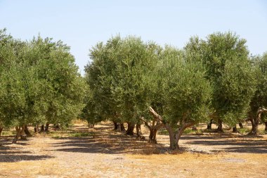 Girit 'te bir zeytin korusunda zeytin ağaçları