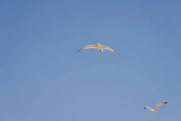 Gabbiani Contro Cielo Sotto Raggi Del Sole — Foto Stock