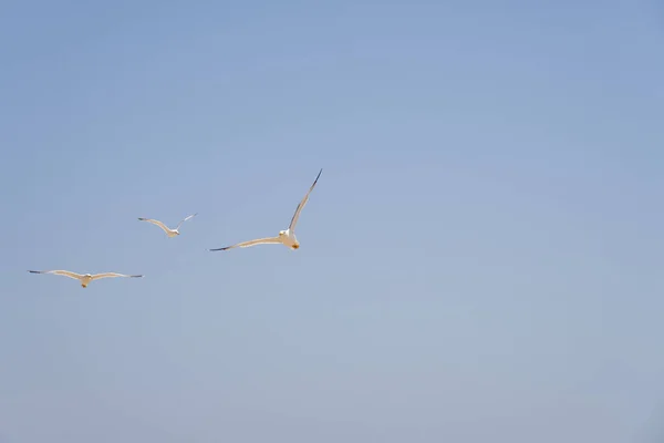 Gaivotas Contra Céu Nos Raios Sol — Fotografia de Stock