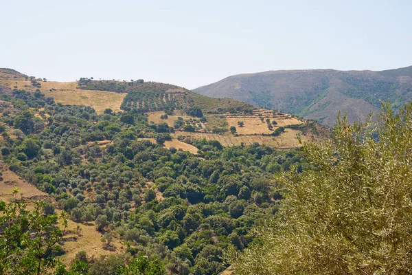 Girit Teki Dağlarda Zeytin Korusunda Zeytin Ağaçları — Stok fotoğraf