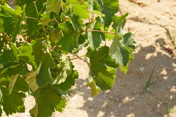 Druiven Wijngaard Bergen Van Kreta Van Dichtbij — Stockfoto