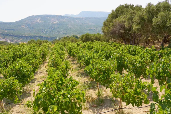 Vinhedos Nas Montanhas Creta Com Colinas Borradas Fundo — Fotografia de Stock