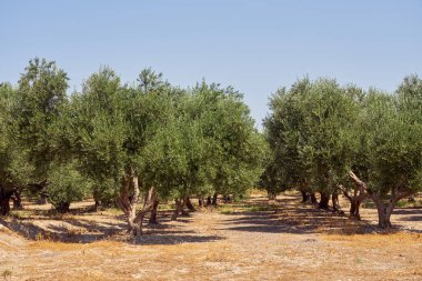 Girit 'te bir zeytin korusunda zeytin ağaçları