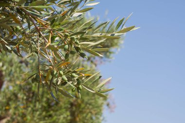 Arkasında yeşil zeytin ve mavi gökyüzü olan bir zeytin ağacı filizi.