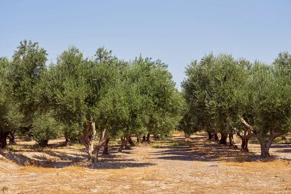 Olivovníky Olivovém Háji Krétě — Stock fotografie