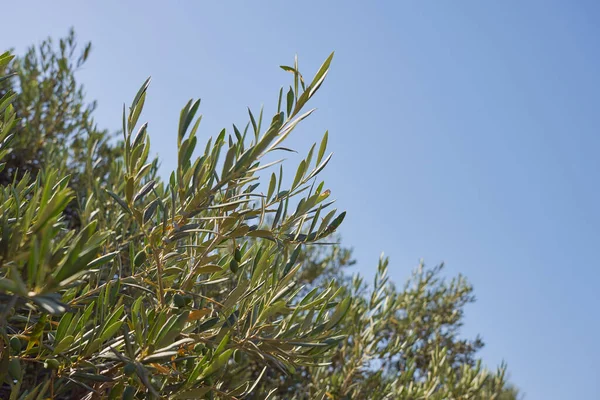 Sprig Olivovníku Zelenými Olivami Modrou Oblohou Pozadí — Stock fotografie