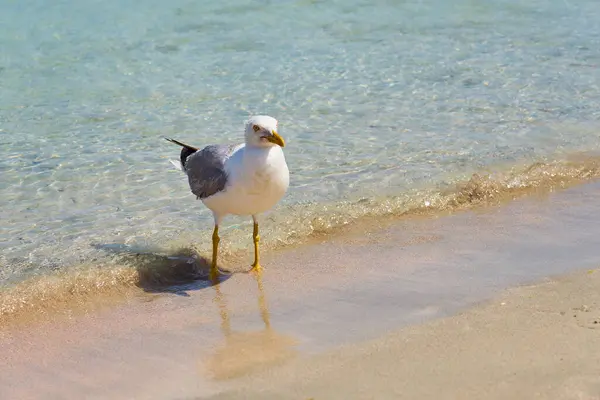 Fiskmås på den tropiska sandstranden på Kreta. — Stockfoto