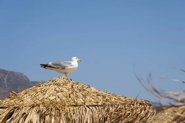 Gaviota en la sombra natural de la playa seca contra un cielo azul. — Foto de Stock