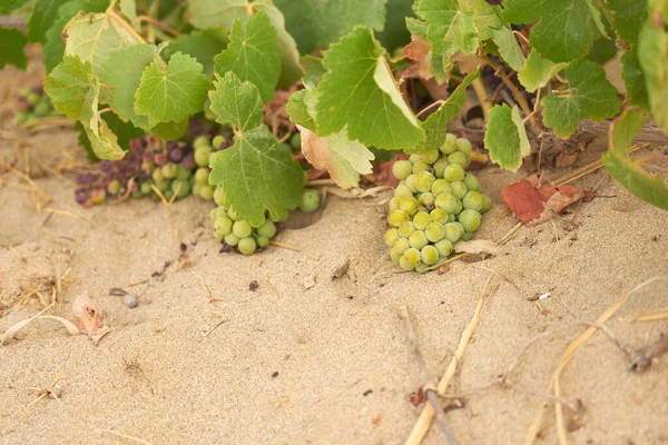 Druiven Wijngaard Het Zand Kreta Close — Stockfoto