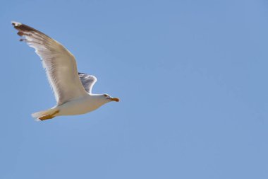 Güneş ışınlarında gökyüzüne karşı martı. Arka planda mavi gökyüzü var.