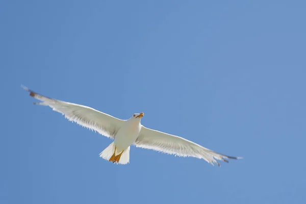 Gaivota Contra Céu Nos Raios Sol Com Céu Azul Fundo — Fotografia de Stock