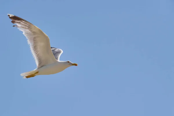 Seagull Sky Rays Sun Blue Sky Background — Stock Photo, Image