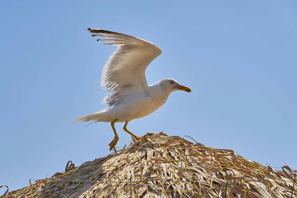 Seagull Natural Dry Beach Shade Blue Sky — Stock Photo, Image