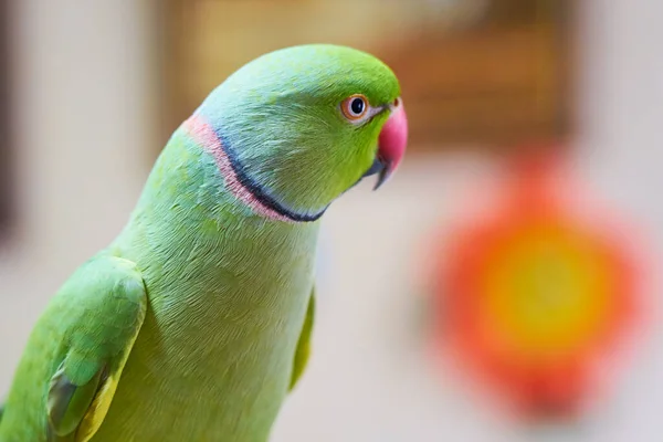 Unikalne Zwierzę Psittacula Krameri Manillensis Papuga Zielonym Kolorze — Zdjęcie stockowe