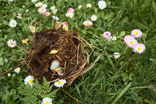 Гнездо Лесной Птицы Яйцом Внутри — стоковое фото
