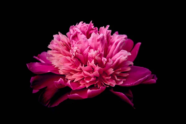 Koyu arkaplanda pembe çiçek şakayığı