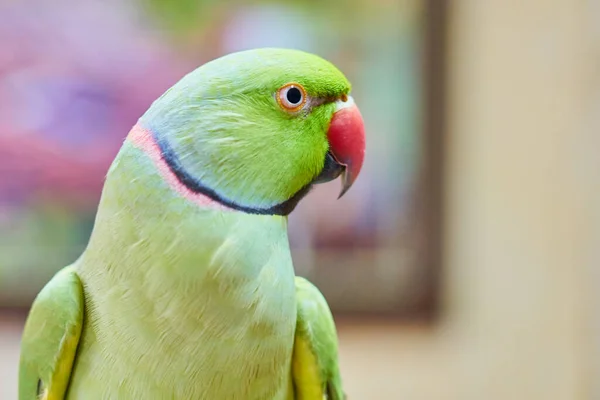 Unikalne Zwierzę Psittacula Krameri Manillensis Papuga Zielonym Kolorze — Zdjęcie stockowe