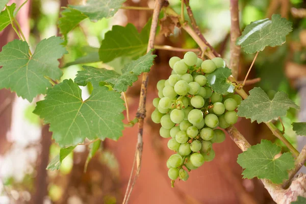 Rip Van Rijpe Groene Druiven Groeien Wijngaard — Stockfoto